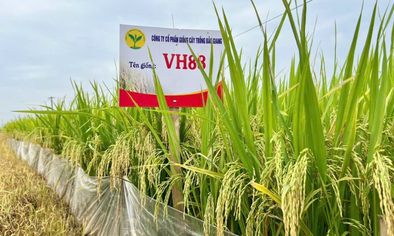  Giống lúa thuần VH88 được công nhận lưu hành